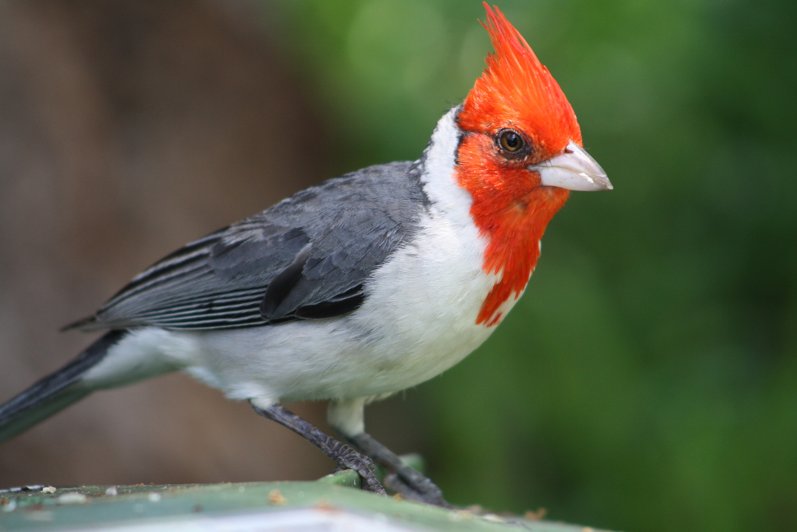 Hawaii´s Red-crested Cardinal