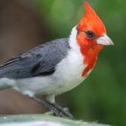 Hawaii´s Red-crested Cardinal