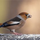 Hawfinch