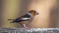 Hawfinch