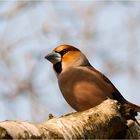 Hawfinch