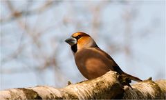 Hawfinch