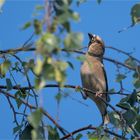 Hawfinch