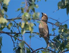 Hawfinch