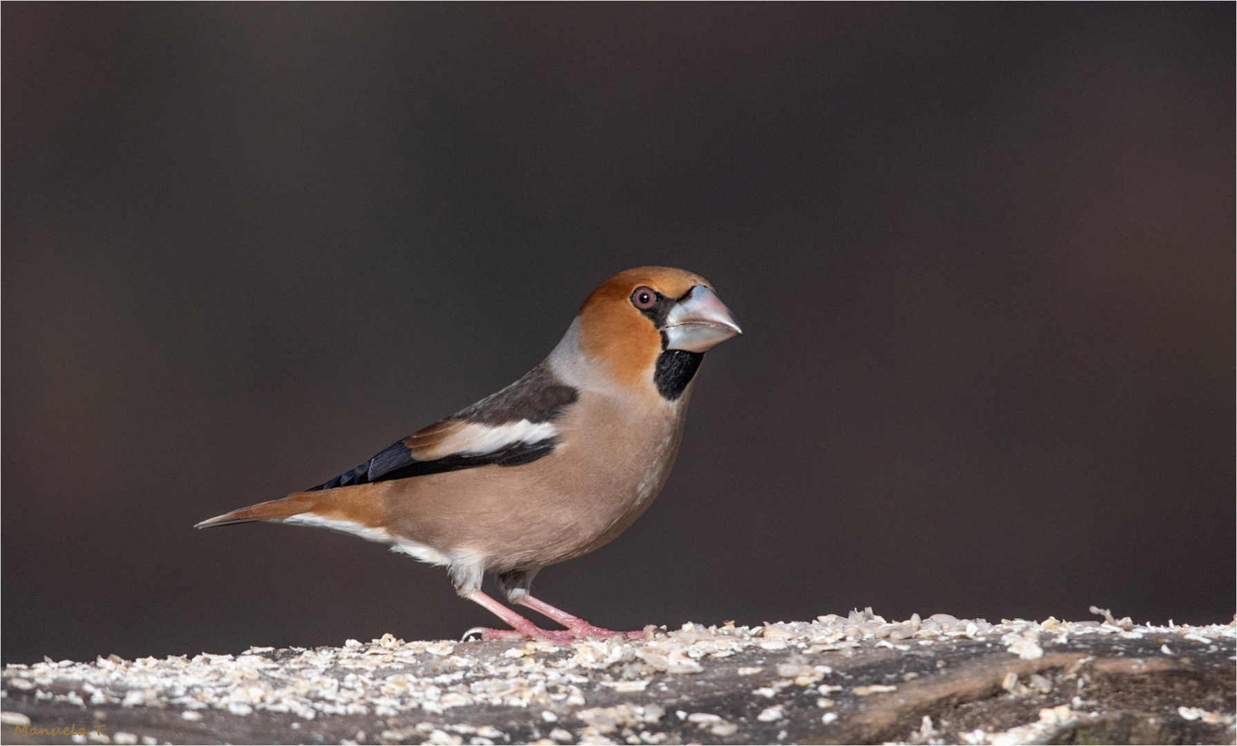 Hawfinch