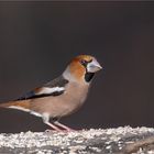 Hawfinch