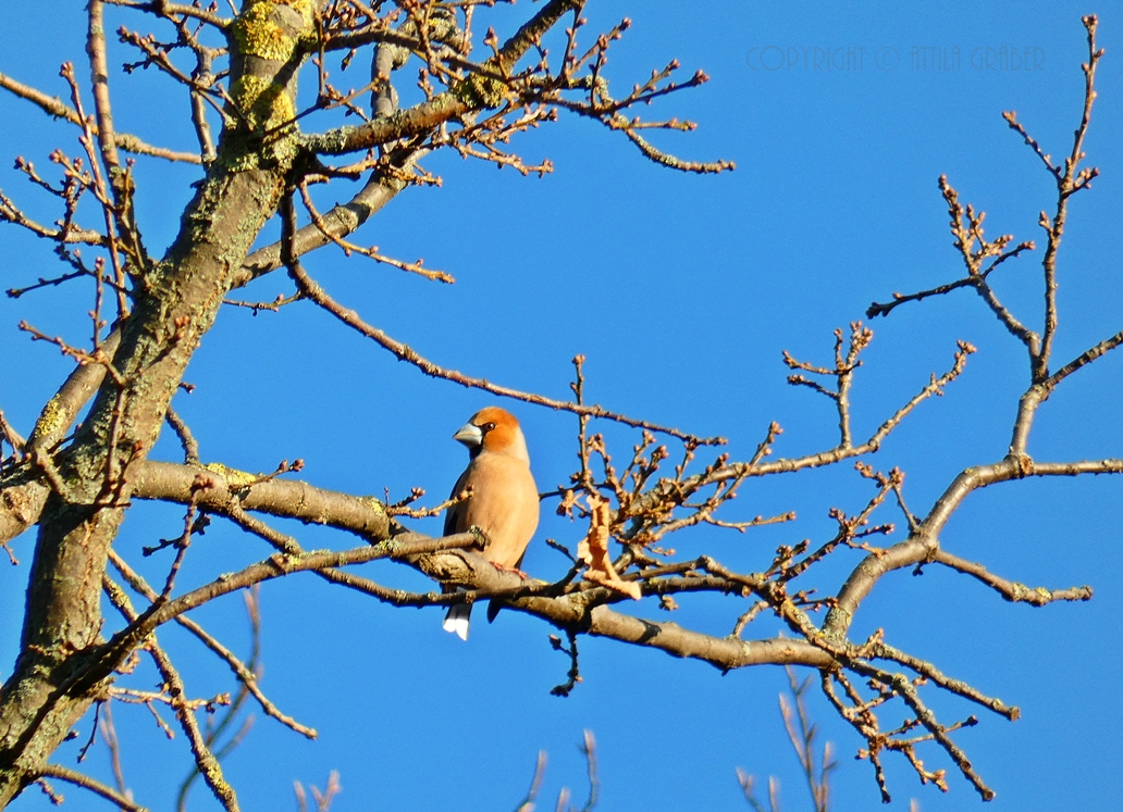 Hawfinch