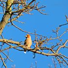 Hawfinch