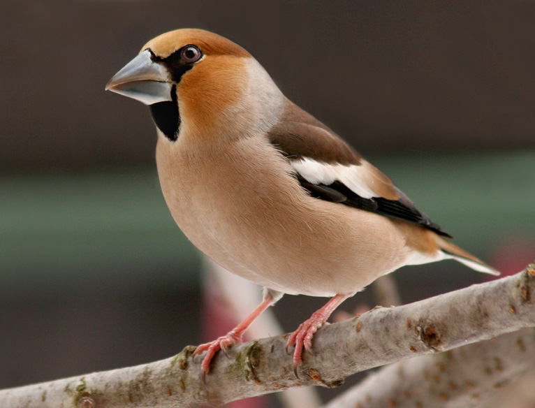 HAWFINCH