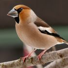 HAWFINCH