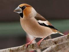 HAWFINCH