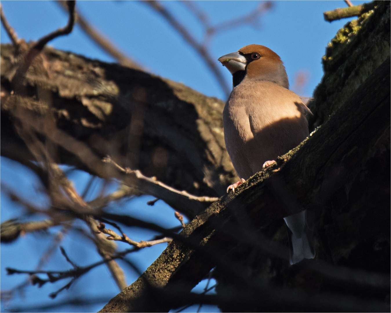 Hawfinch