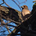 Hawfinch