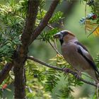 Hawfinch