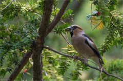 Hawfinch