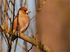 Hawfinch