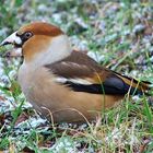 Hawfinch