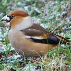 Hawfinch