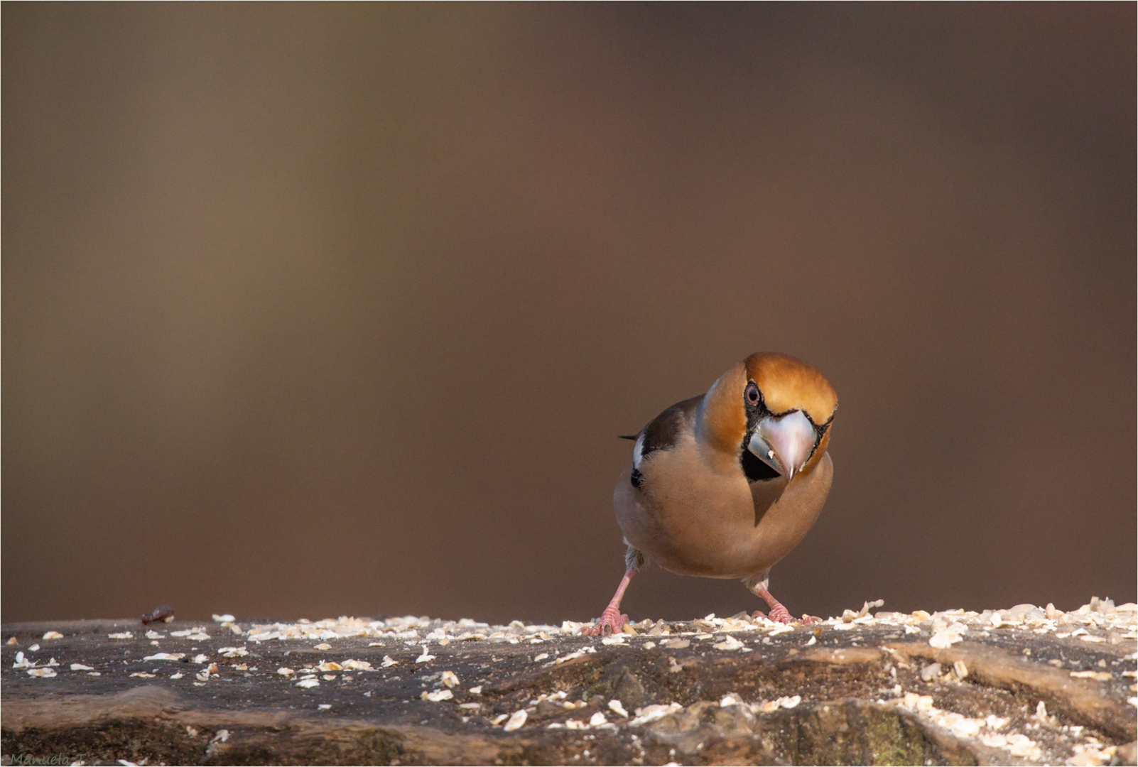 Hawfinch