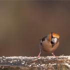 Hawfinch