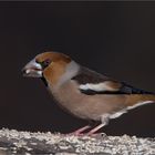 Hawfinch