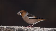 Hawfinch