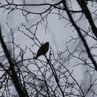 Hawfinch in Tree