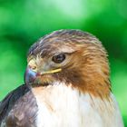 Hawk 2