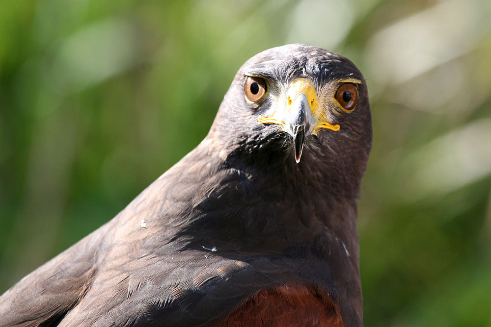 HawkEye Foto & Bild tiere, zoo, wildpark & falknerei, vögel Bilder