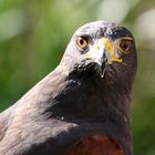 Hawk-Eye