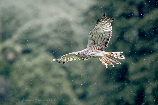 Hawk in Rain