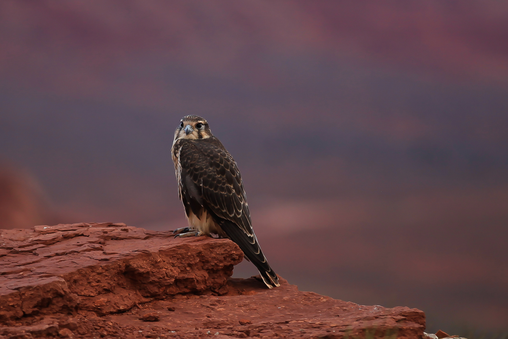 HAWK - Monument valley