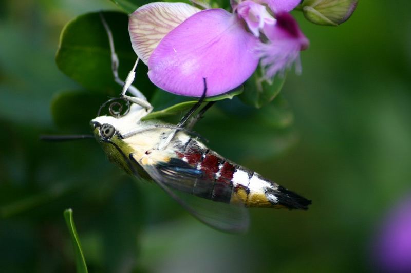 Hawk Moth