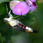 Hawk Moth