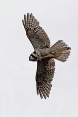 Hawk owl