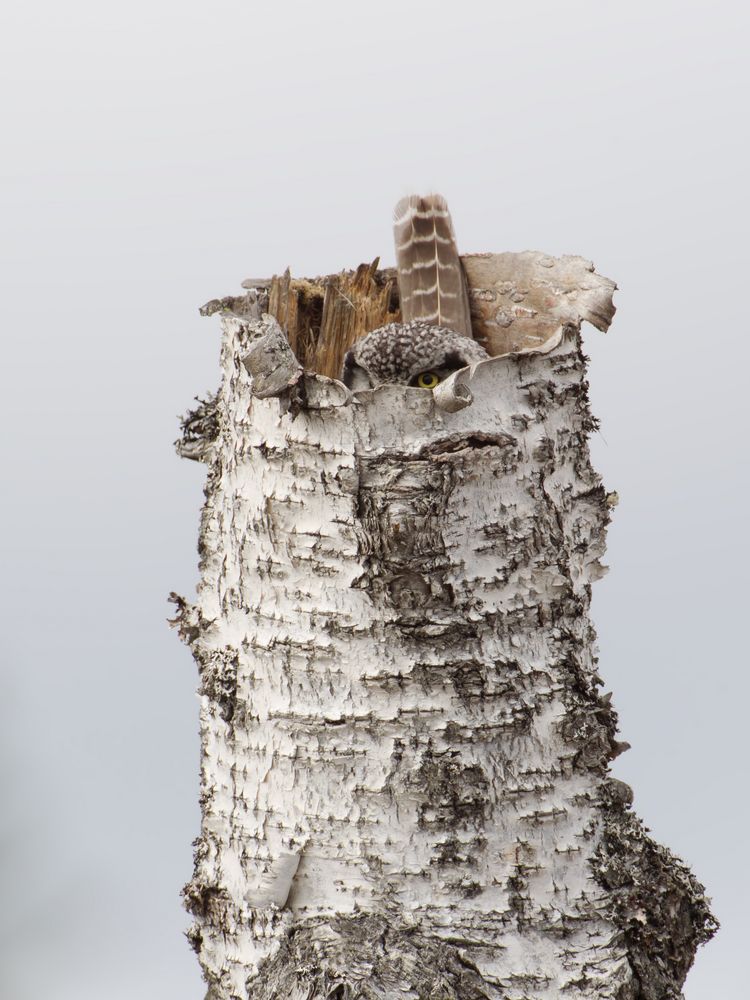 Hawk owl (Sperbereule)