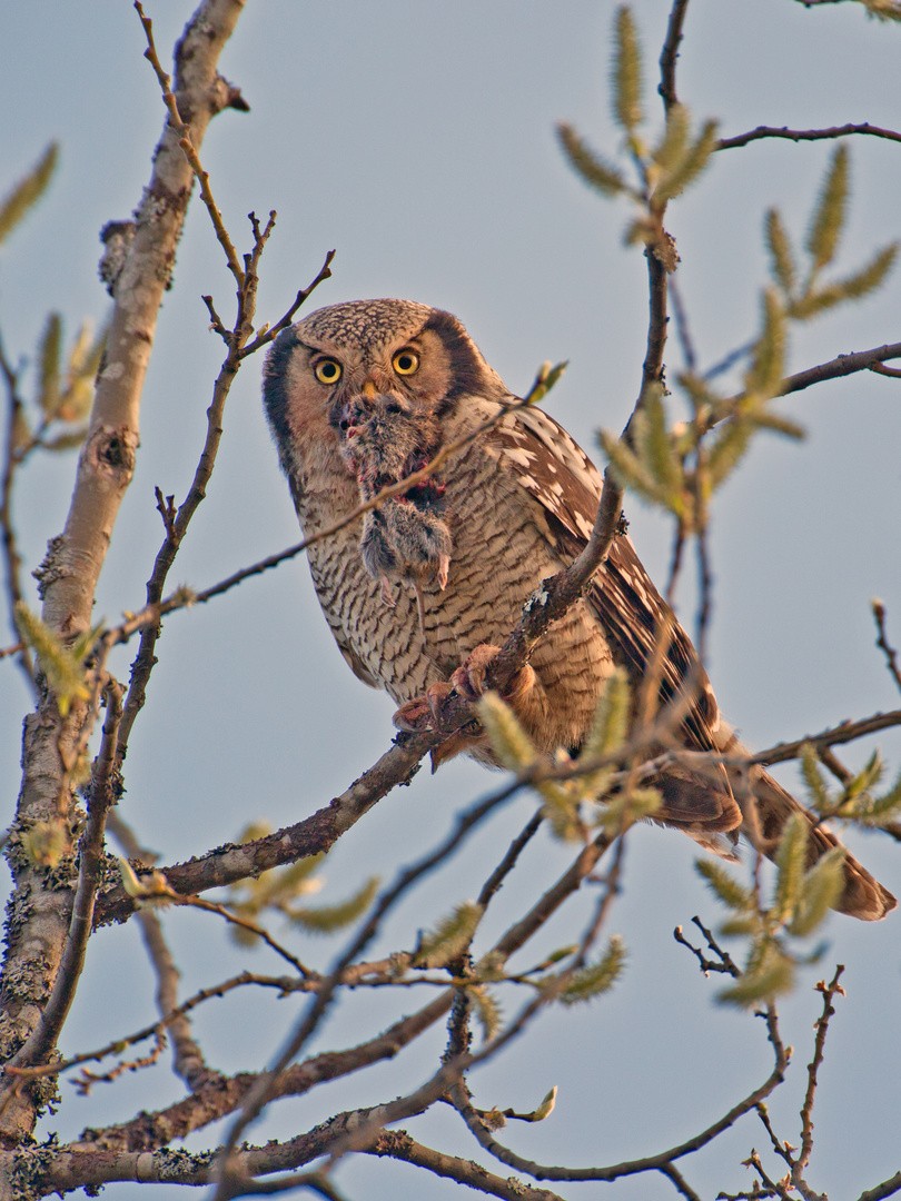 Hawk owl with prey