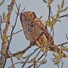 Hawk owl with prey