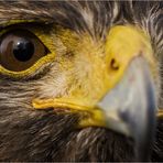 Hawk's Eye