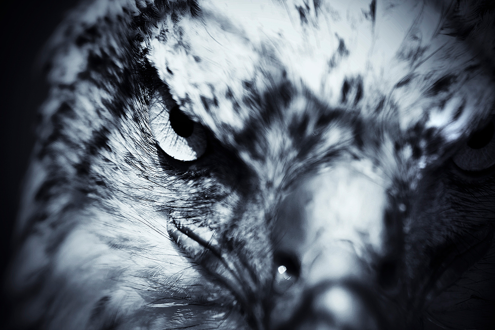 hawk´s eye