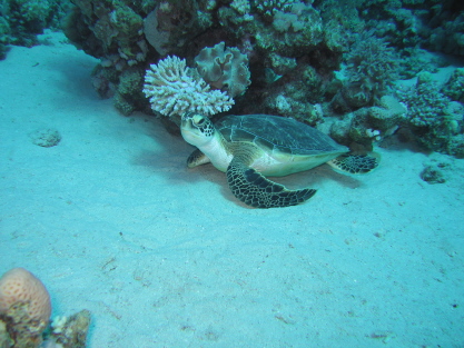 hawksbill