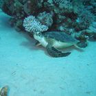 hawksbill