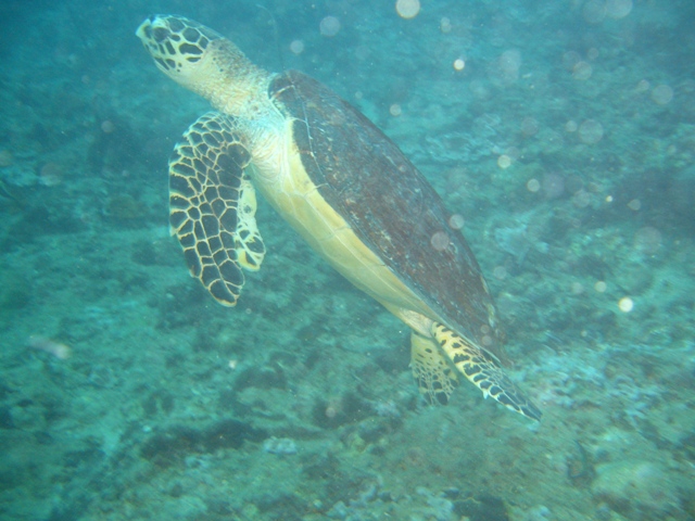 Hawksbill Turtle