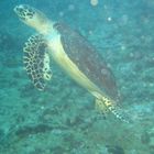 Hawksbill Turtle