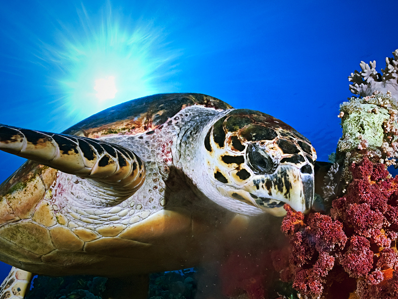 Hawksbill Turtle