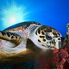 Hawksbill Turtle