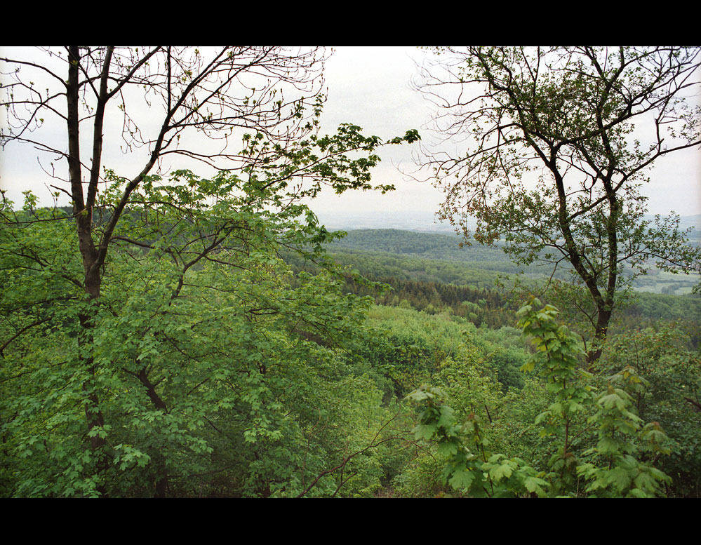 Hawkwood Rainforest