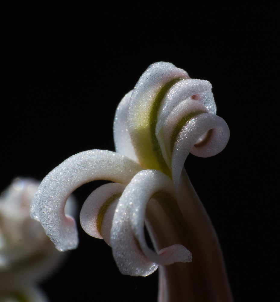 Haworthia Attenuata