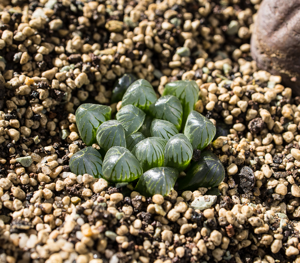 Haworthia cooperi