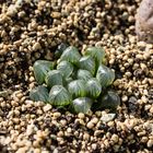 Haworthia cooperi